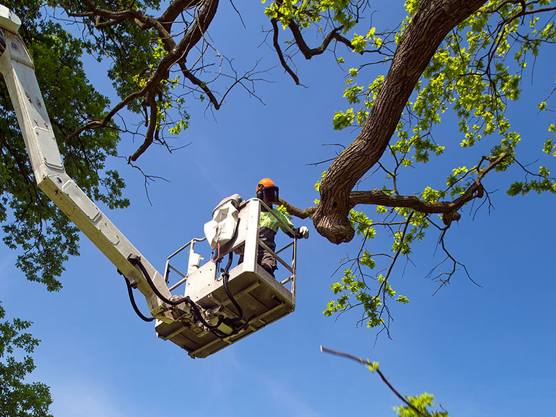 Commercial Landscaping from DGAGM